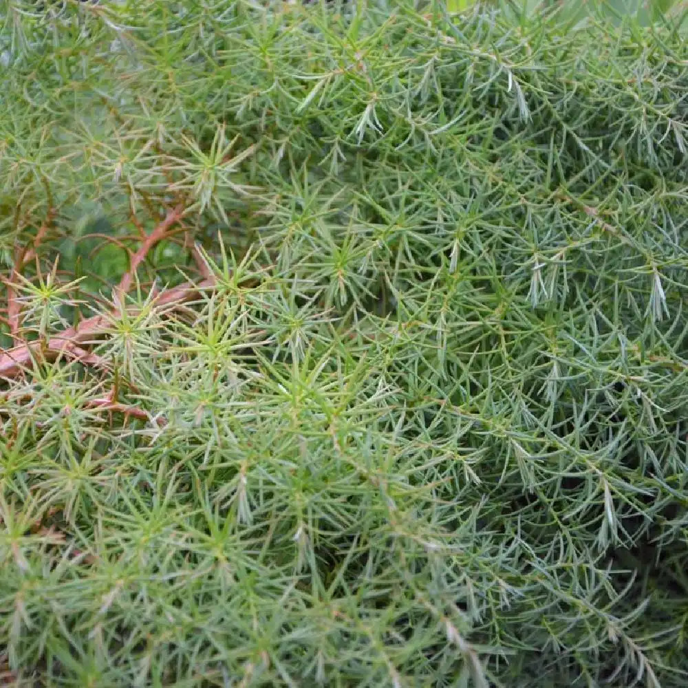 CRYPTOMERIA japonica 'Compacta'