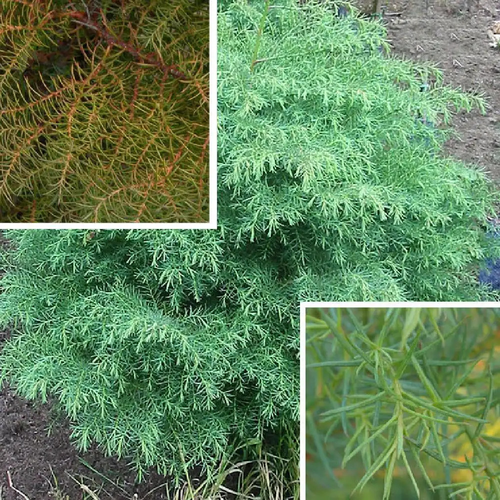 CRYPTOMERIA japonica 'Elegans'