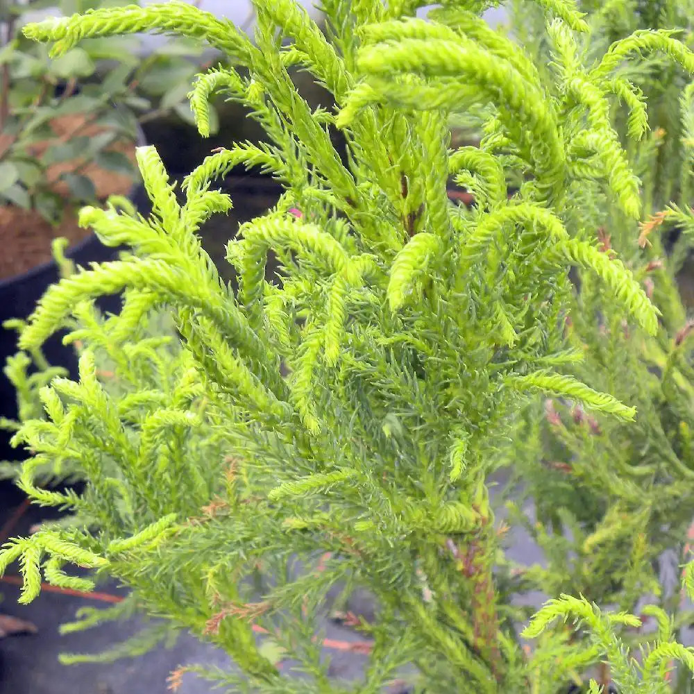 CRYPTOMERIA japonica 'Rasen Sugi'