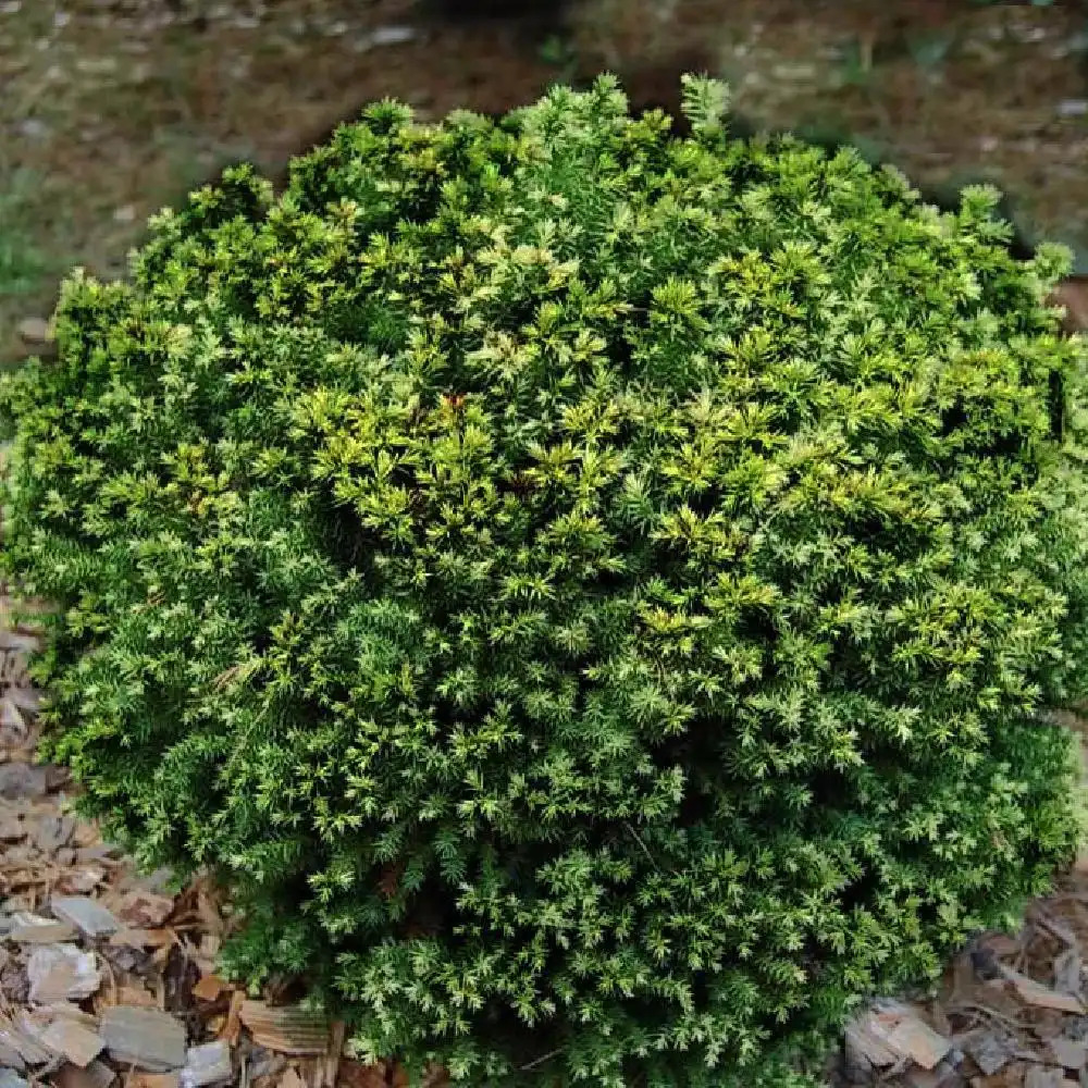 CRYPTOMERIA japonica 'Vilmoriniana'