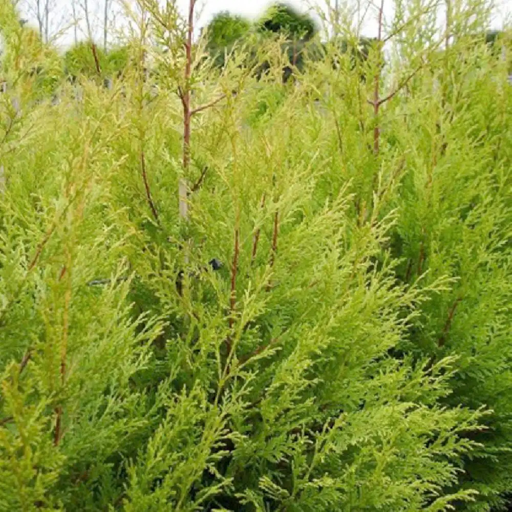 x CUPROCYPARIS leylandii ?EXCALIBUR GOLD'