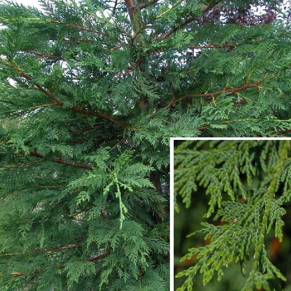 x CUPROCYPARIS leylandii