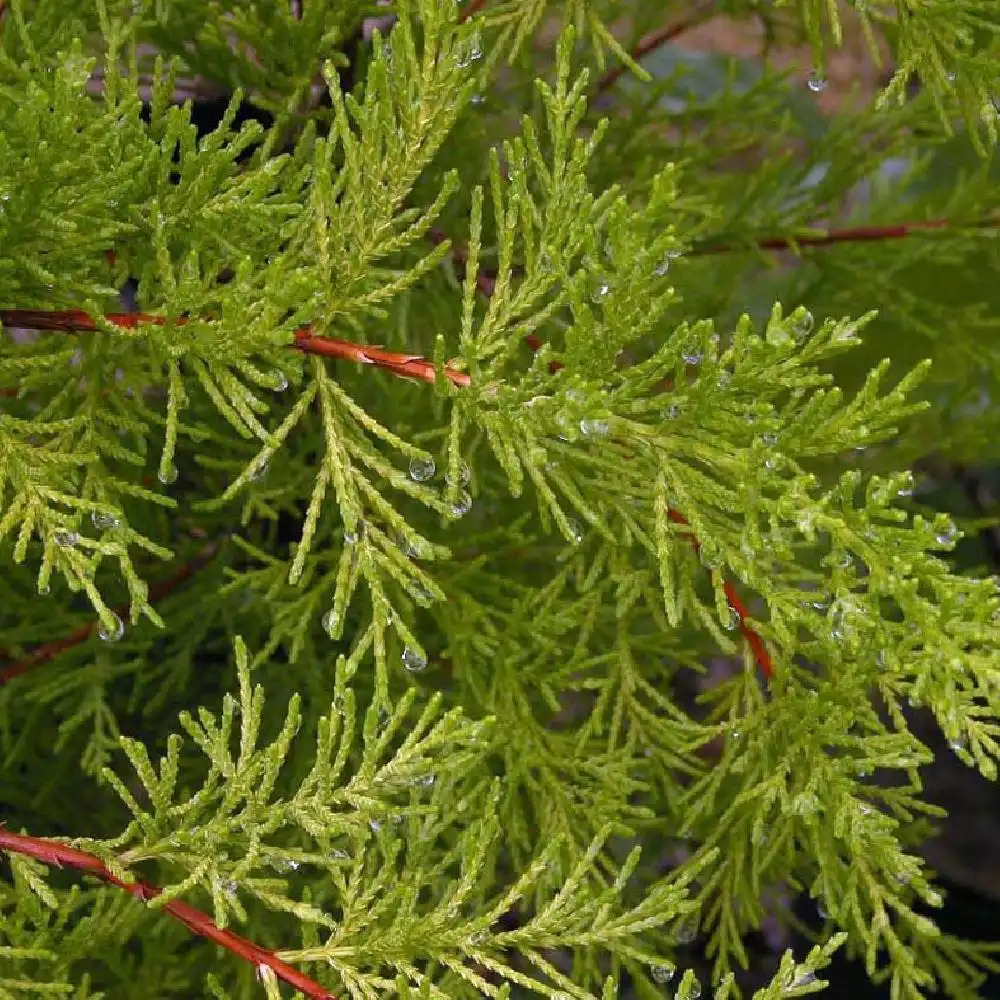 CUPRESSUS macrocarpa 'Goldcrest'