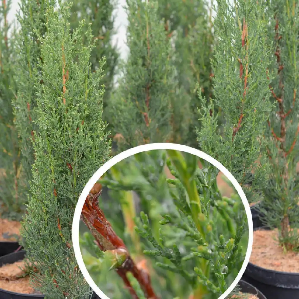 CUPRESSUS sempervirens 'Caro'