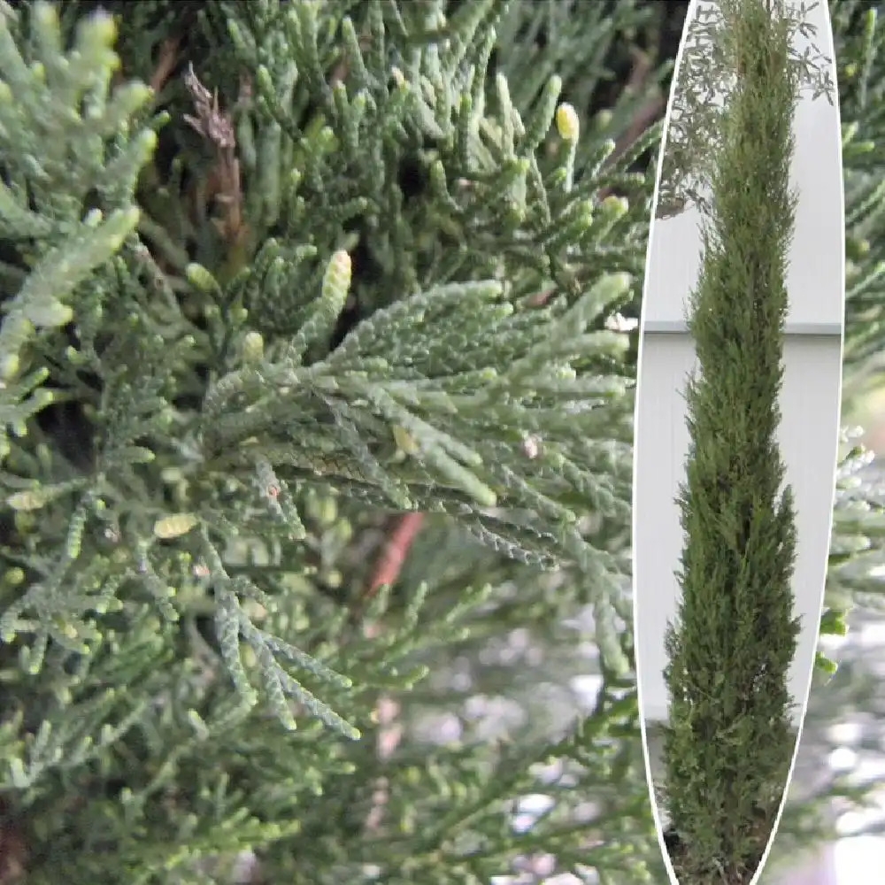 CUPRESSUS sempervirens 'Pyramidalis'