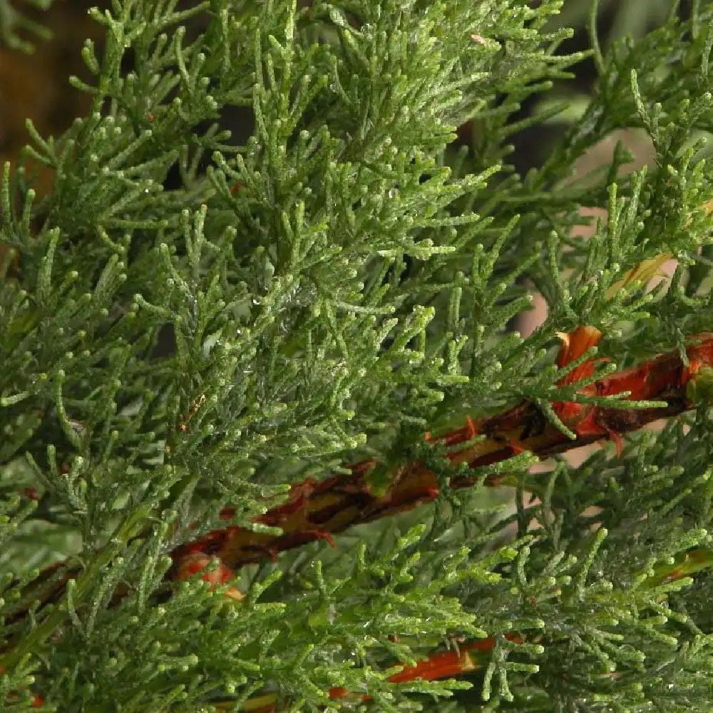 CUPRESSUS sempervirens 'Totem'