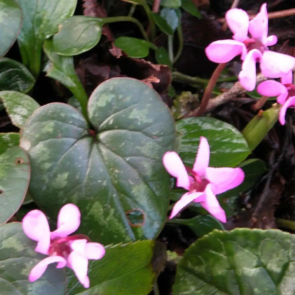 CYCLAMEN coum