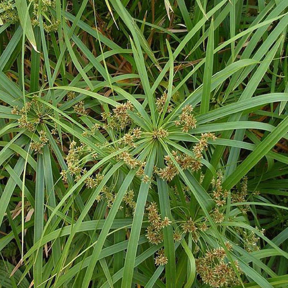 CYPERUS alternifolius