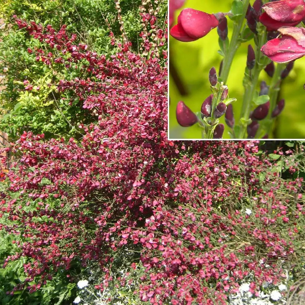 CYTISUS 'Boskoop Ruby'