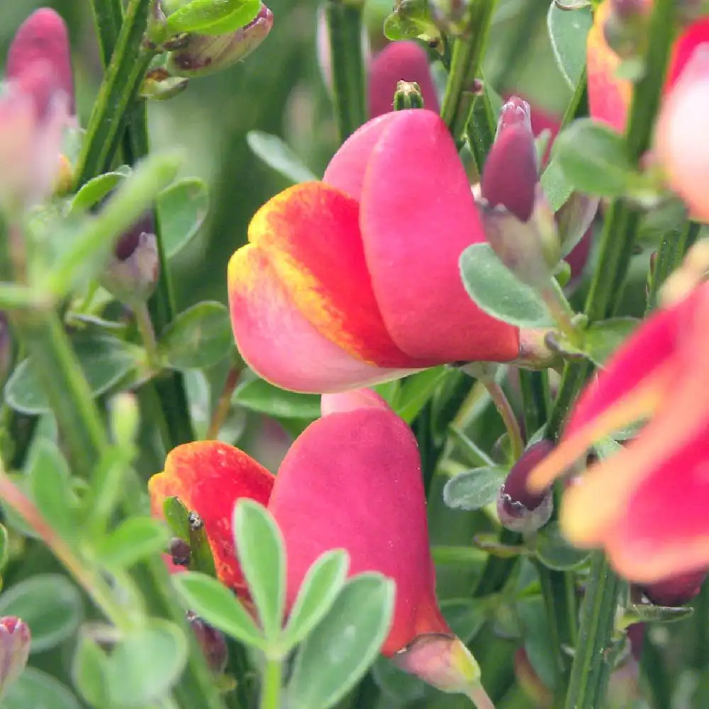 CYTISUS 'Burkwoodii'