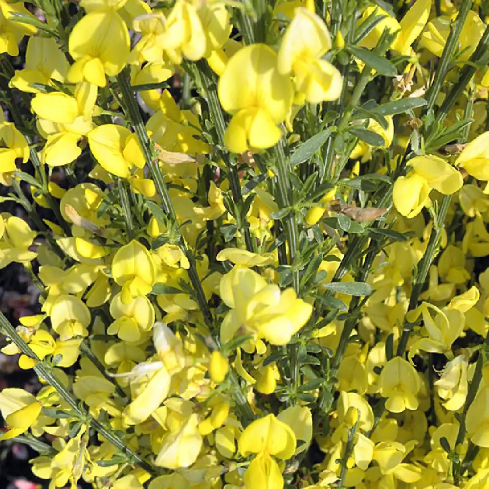 CYTISUS x praecox 'Allgold'