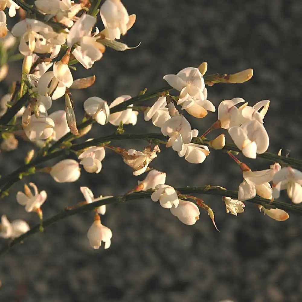 CYTISUS x praecox 'Albus' - Genêt à balais - Cytise - pépinières Lepage  Bretagne Bord de mer