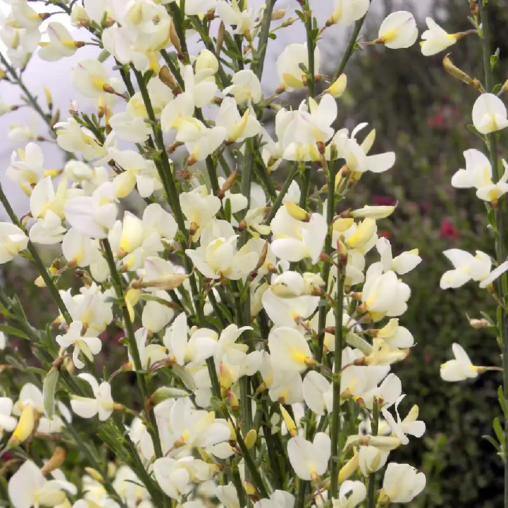 CYTISUS x praecox 'Albus'