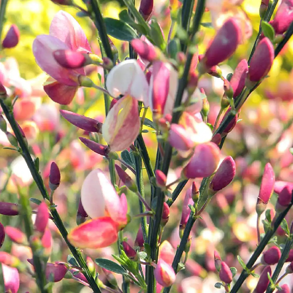 CYTISUS x praecox 'Zeelandia'®