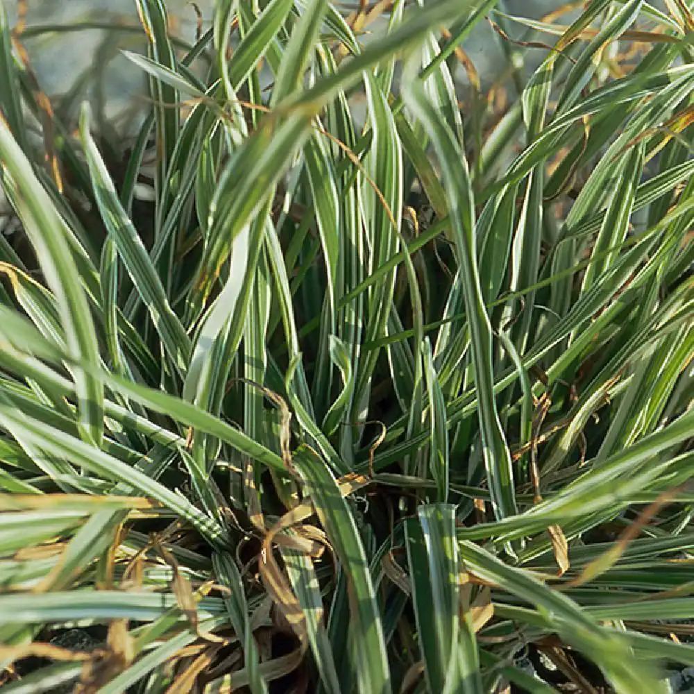 DACTYLIS glomerata 'Variegata' - Dactyle pelotonn - ppinires Lepage  Bretagne Bord de mer