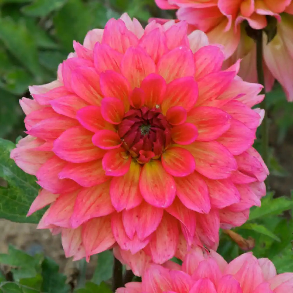 DAHLIA 'All Time Favourite'