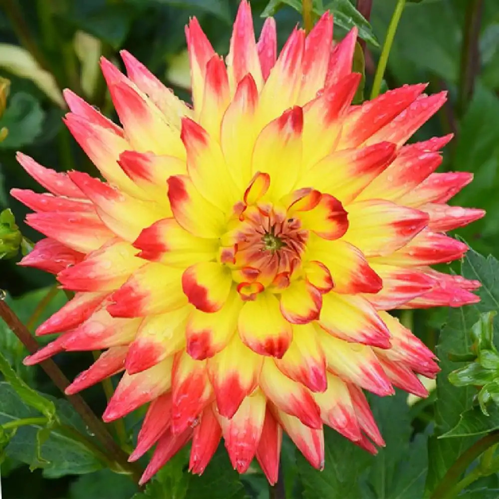 DAHLIA 'Aloha'