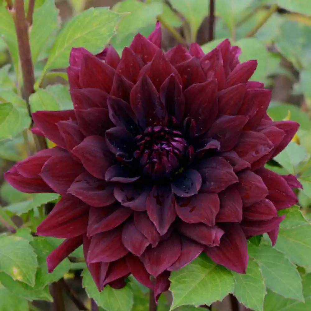 DAHLIA 'André Dognin'