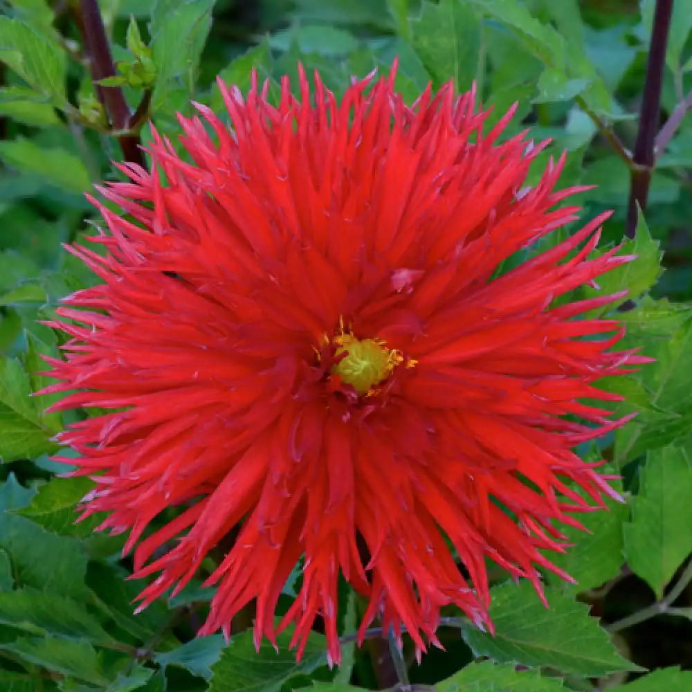 DAHLIA 'Apache'