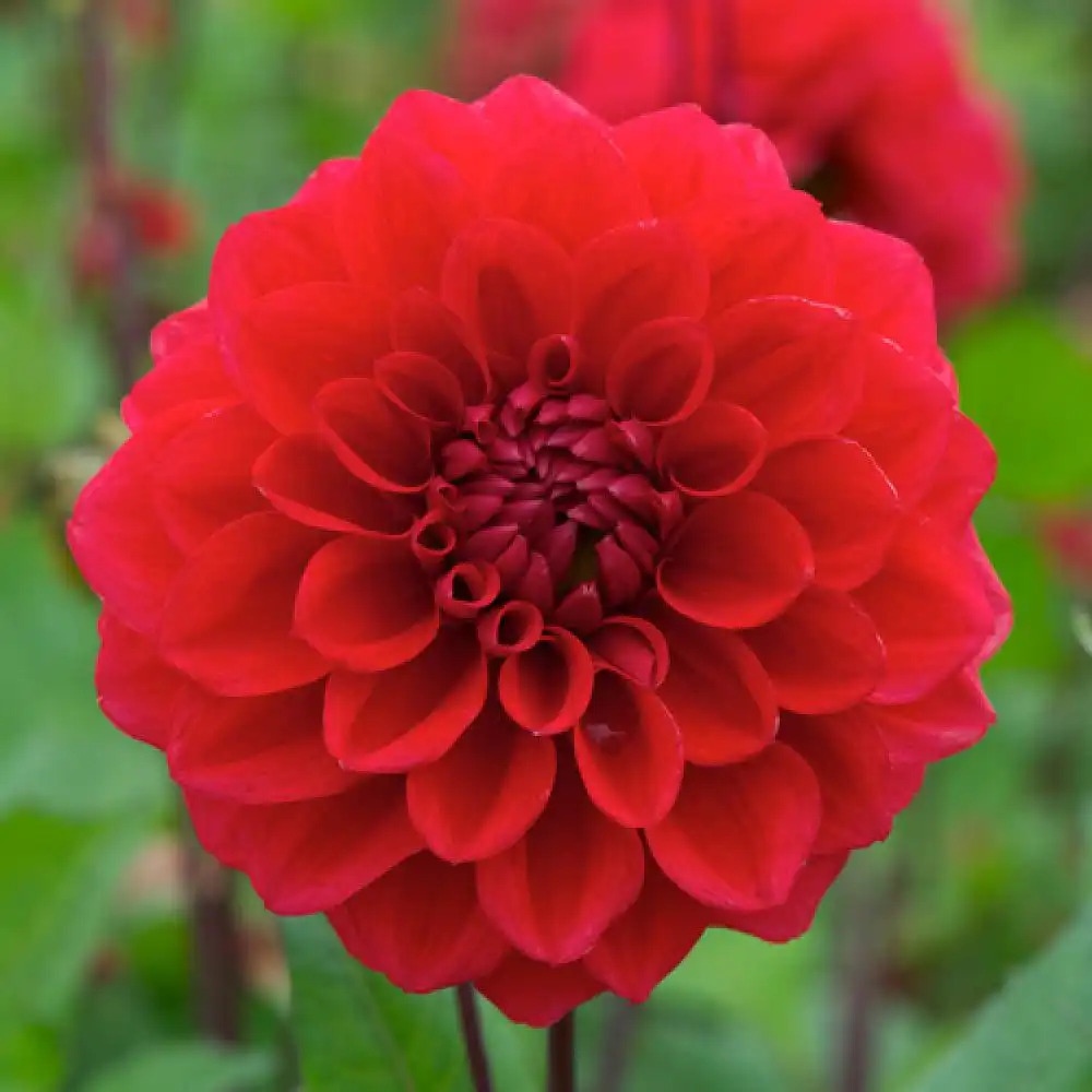 DAHLIA 'Arnhem'