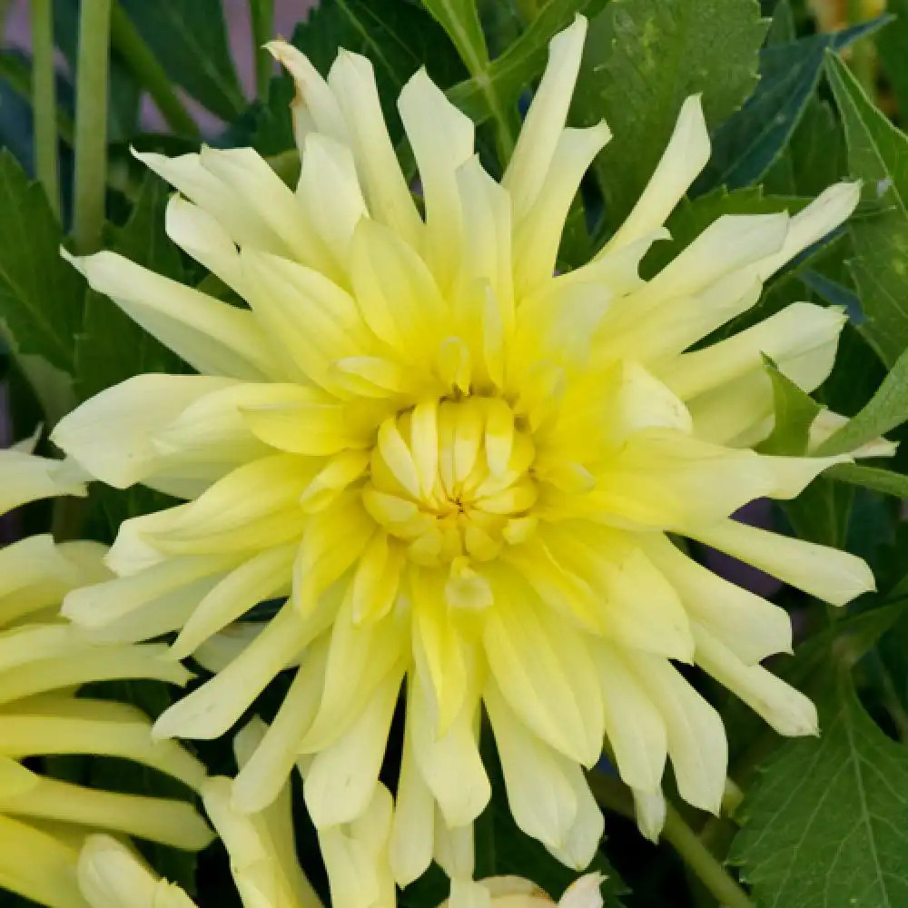 DAHLIA 'Arabesque'