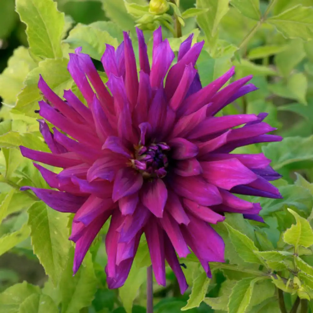 DAHLIA 'Barbe Bleu'