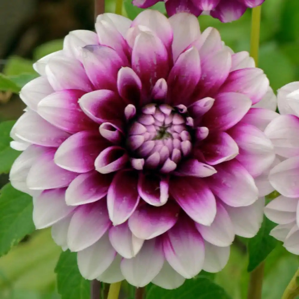 DAHLIA 'Bal d'Edimbourg'