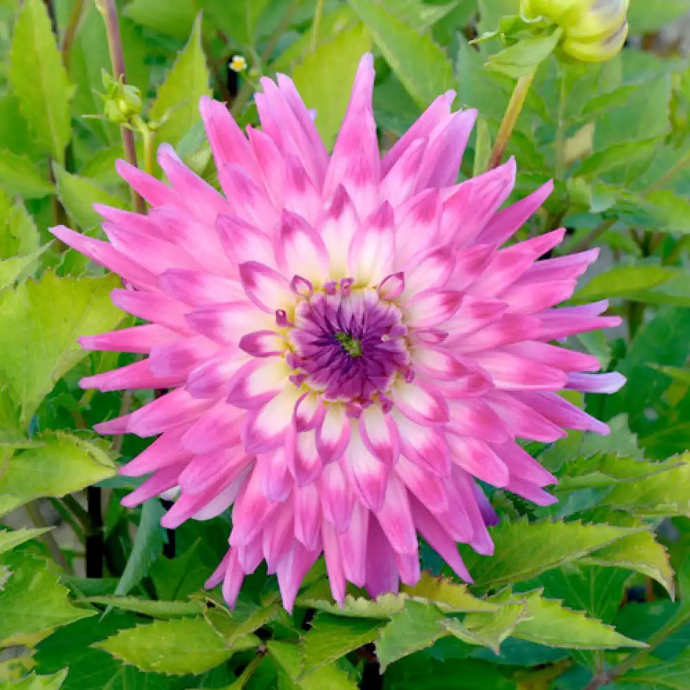 DAHLIA 'Bal Masqué' 