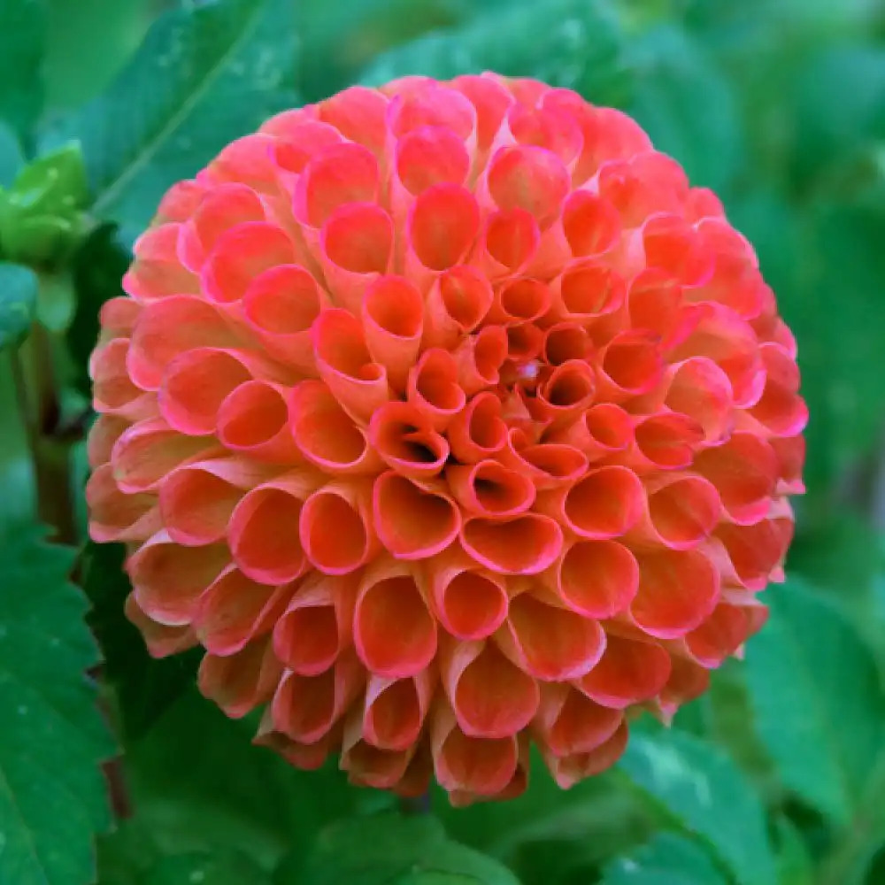 DAHLIA 'Bantling'