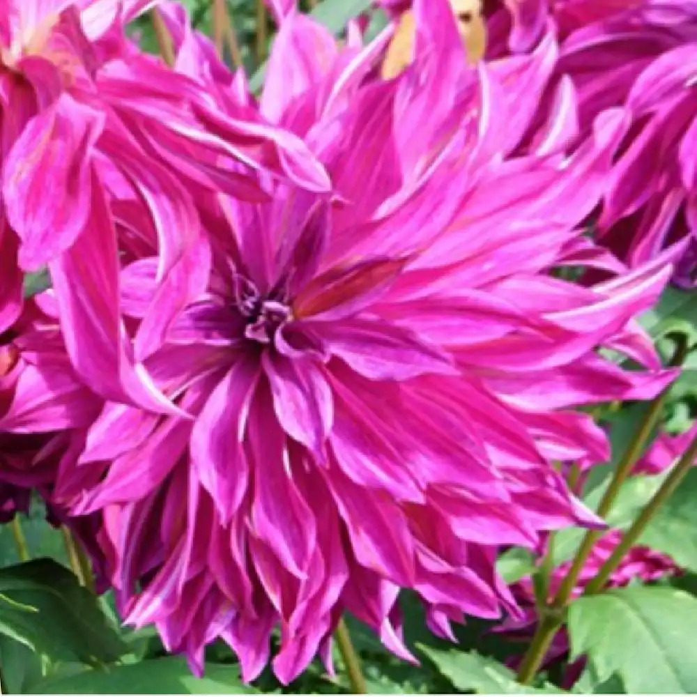 DAHLIA 'Bangkok Violet'