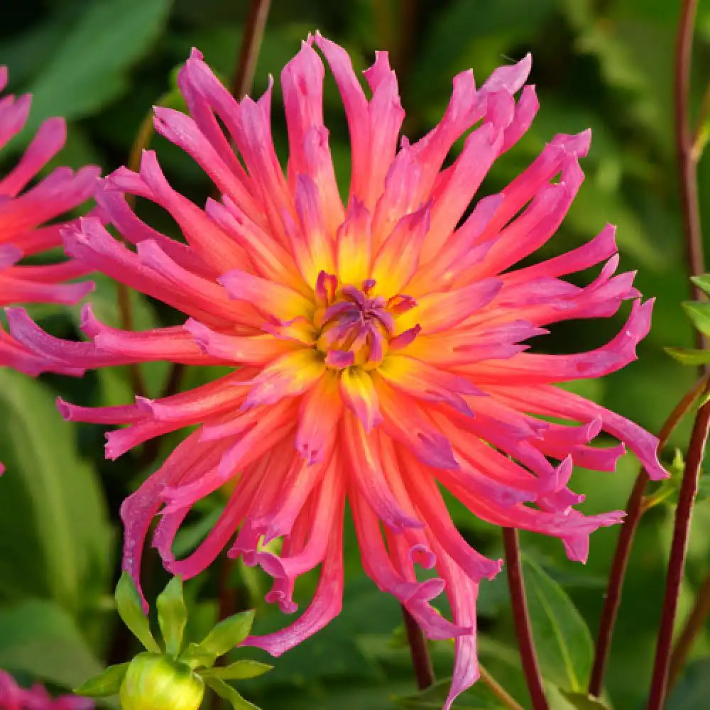 DAHLIA 'Bagatelle'