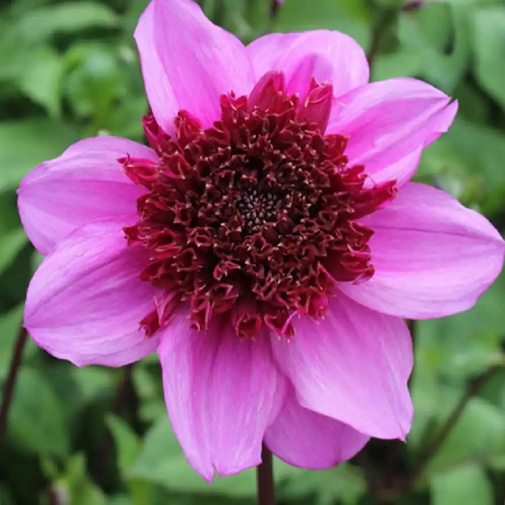 DAHLIA 'Blue Bayou'