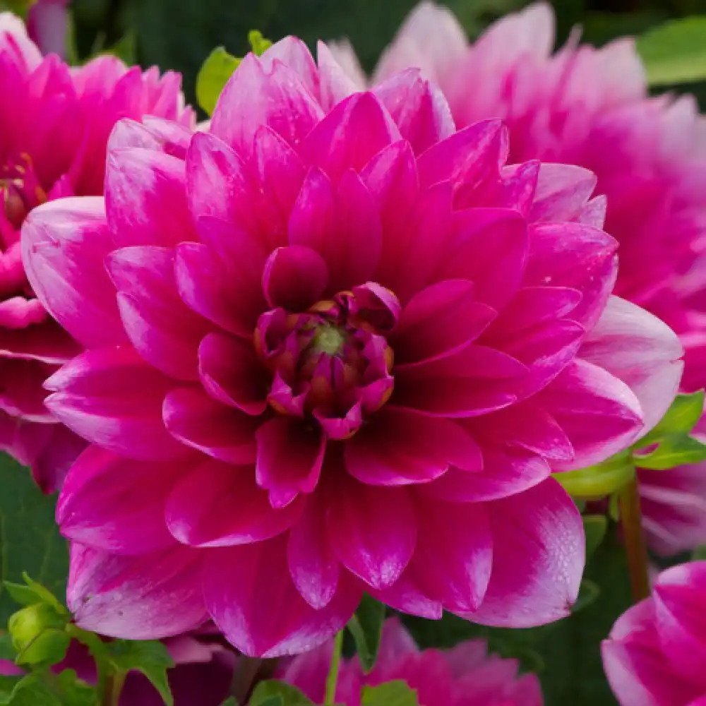 DAHLIA 'Bluesette'