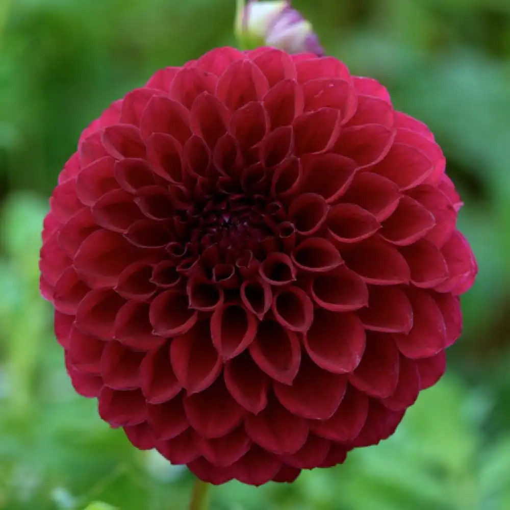 DAHLIA 'Boom Boom Red'