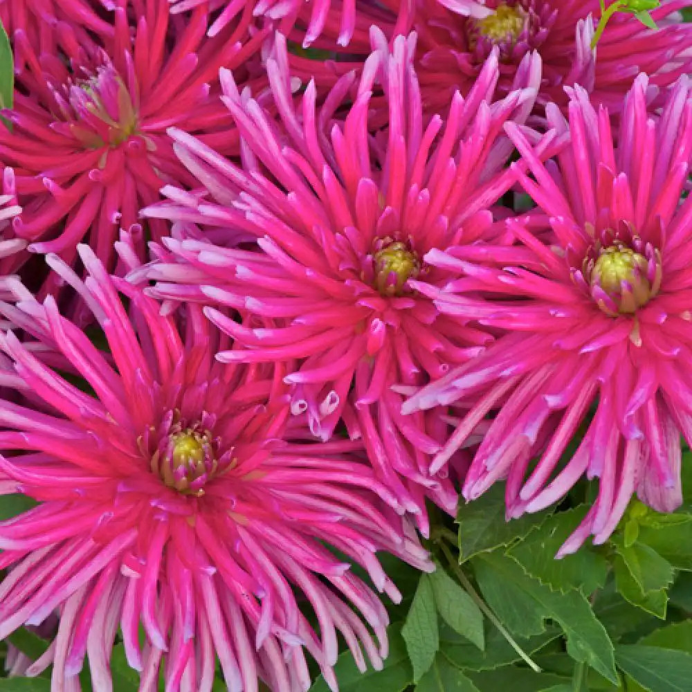 DAHLIA 'Bon Esprit'