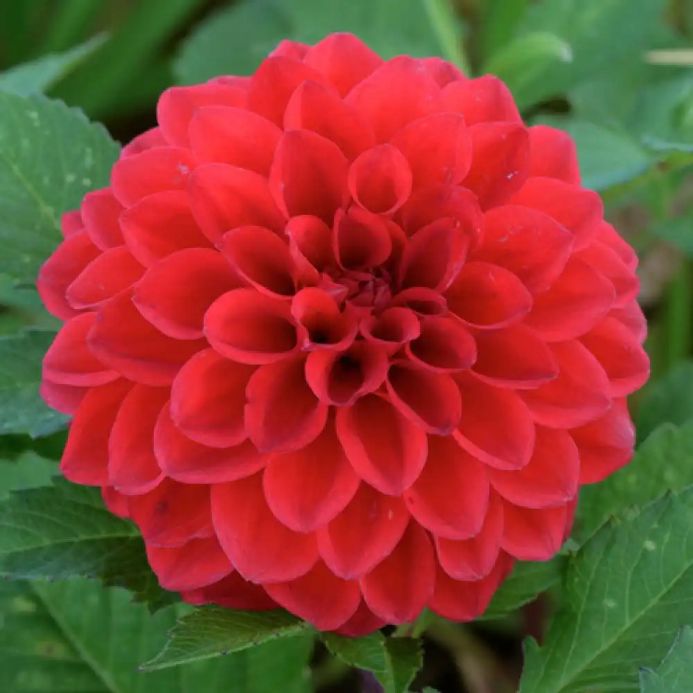 DAHLIA 'Bonne Humeur'