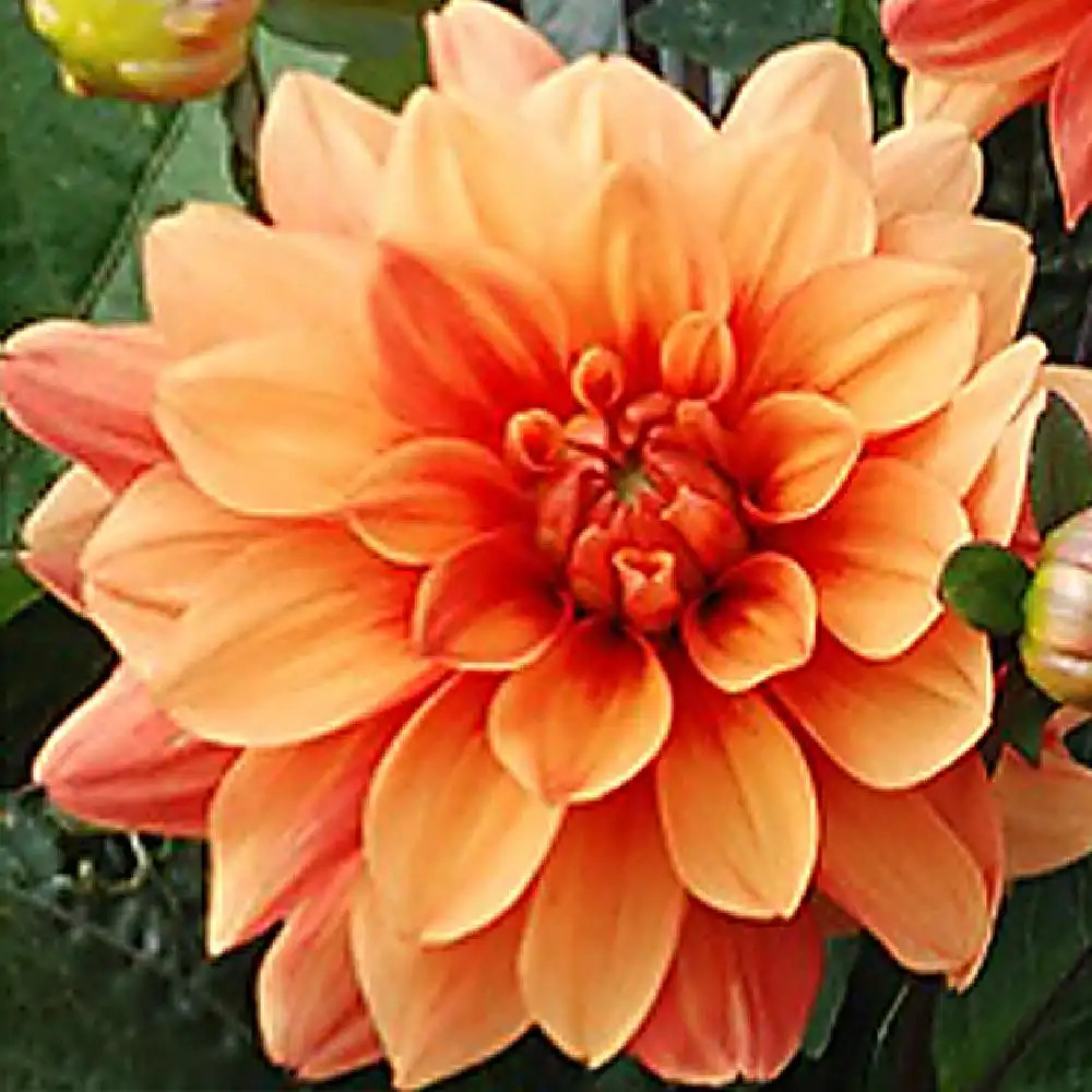 DAHLIA 'Brasero'