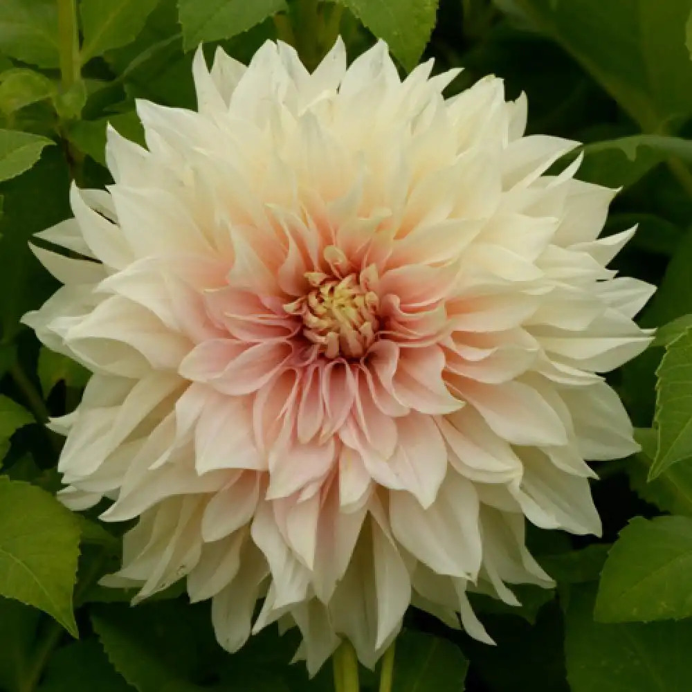 DAHLIA 'Café au Lait'