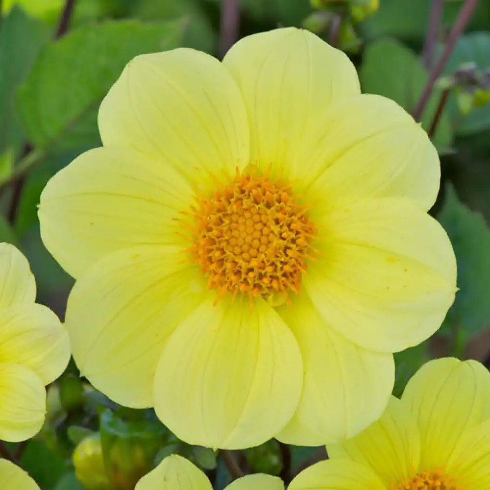 DAHLIA 'Cadre Jaune'