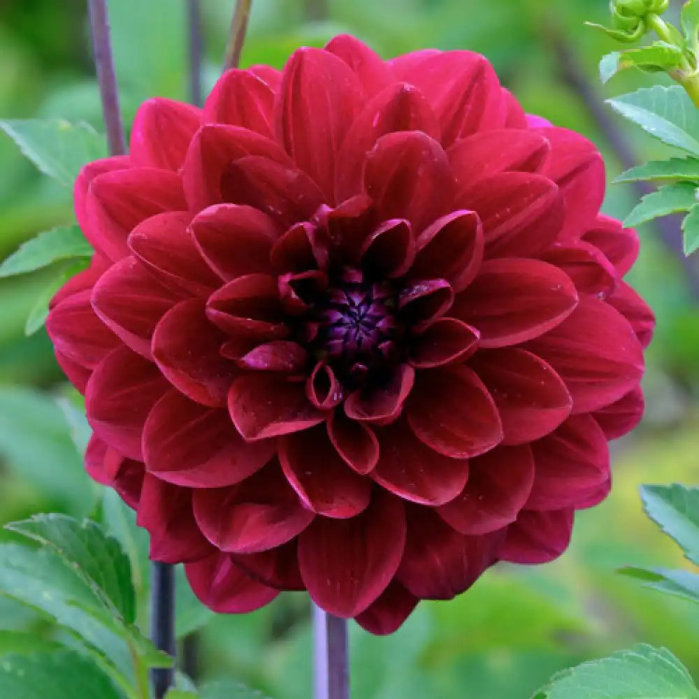 DAHLIA 'Carmoun'