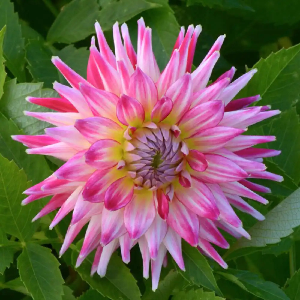 DAHLIA 'Cha Cha'