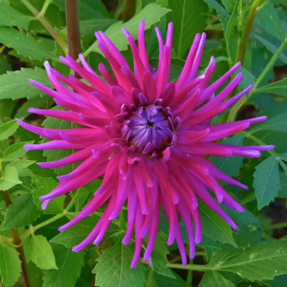 DAHLIA 'Château Du Pin'