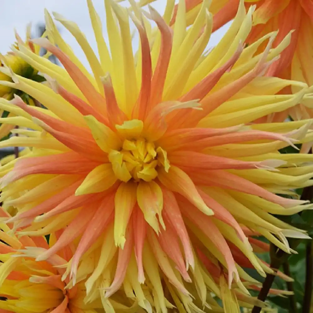 DAHLIA 'Champs Elysées'