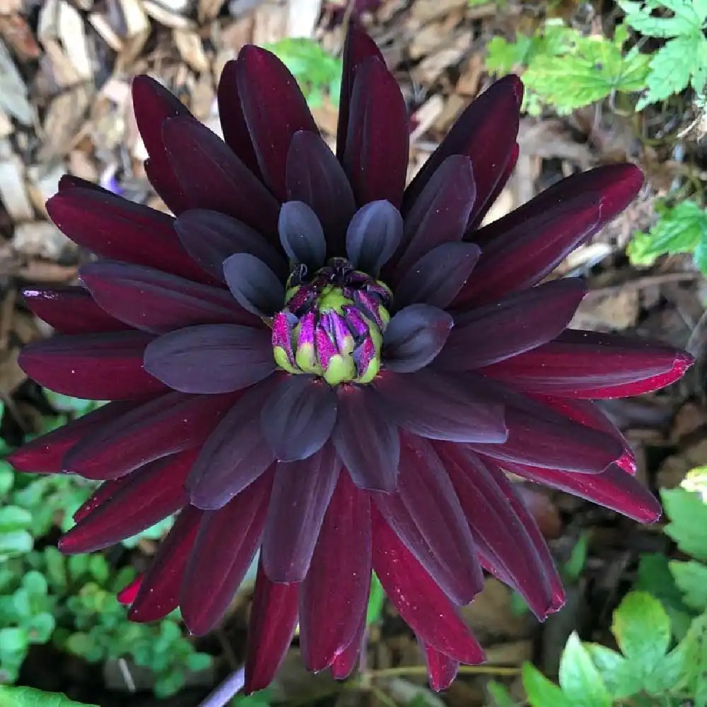 DAHLIA 'Chat Noir'