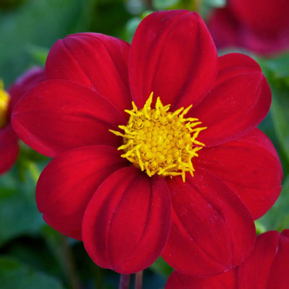 DAHLIA 'Chaperon Rouge'