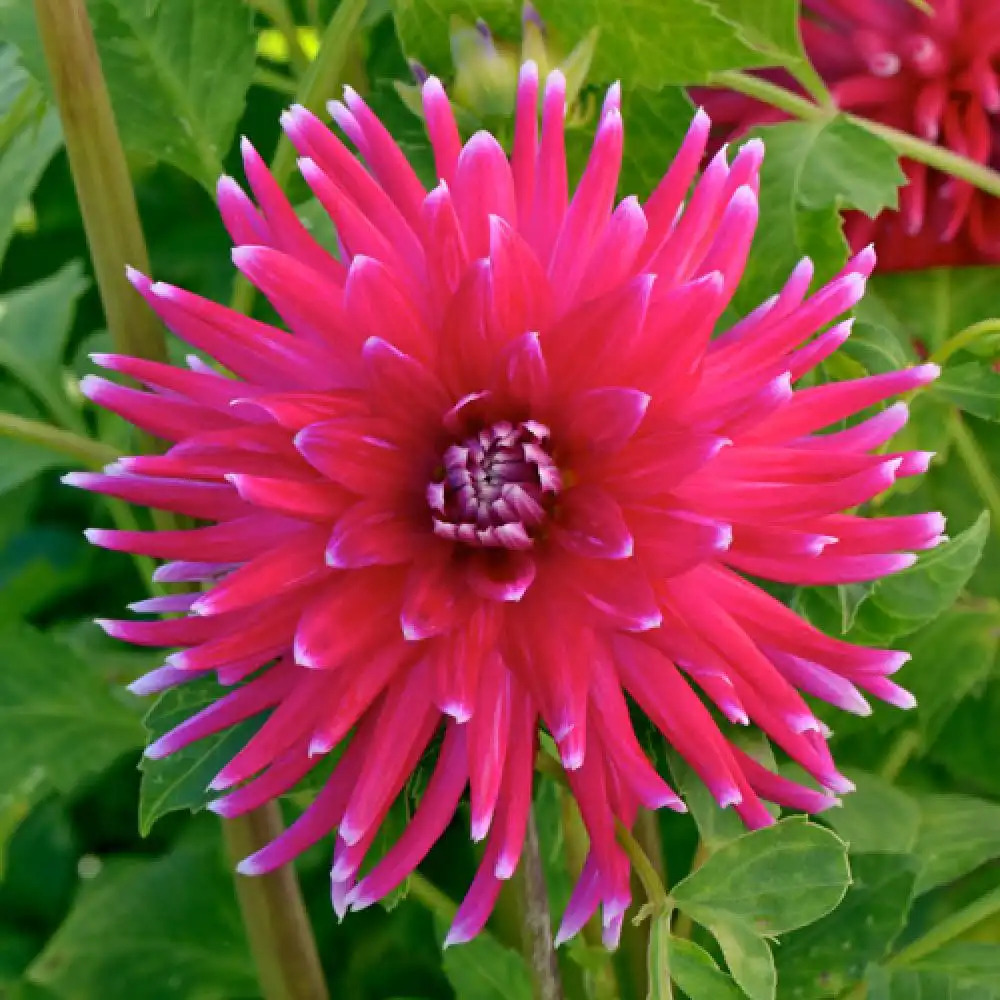 DAHLIA 'Cheerio'