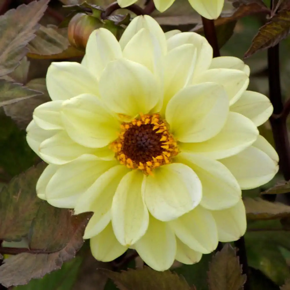 DAHLIA 'Classic Swanlake'