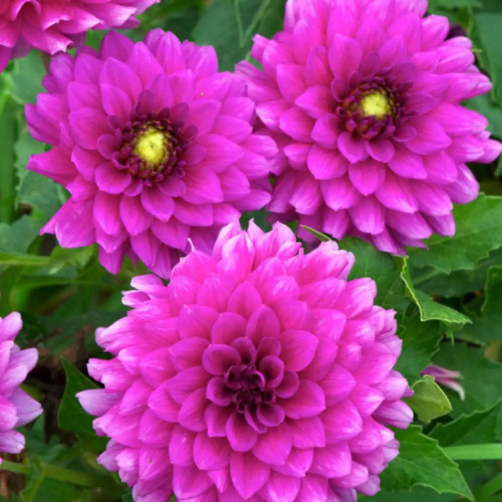 DAHLIA 'Claudette'