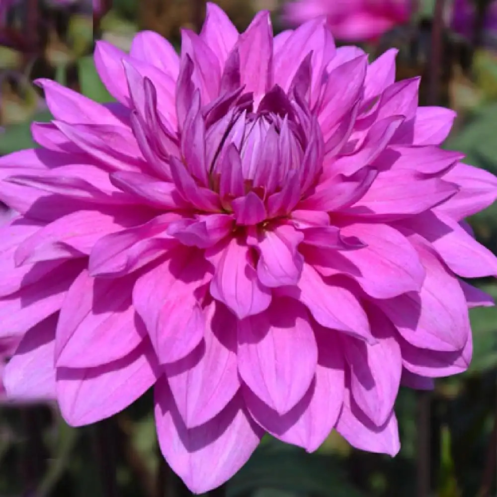 DAHLIA 'Cointreaupolitain'