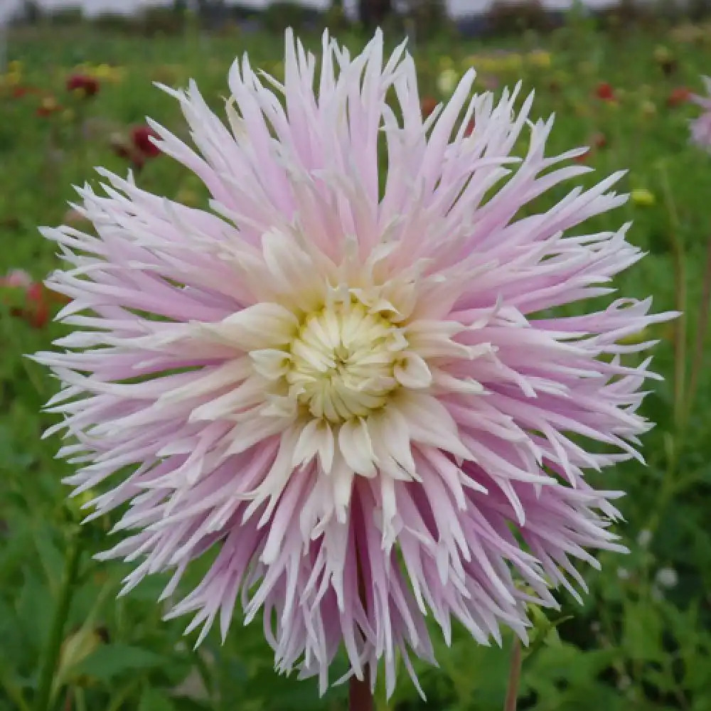 DAHLIA 'Compliment'